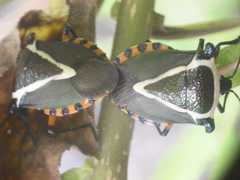 Ramosiana insignis