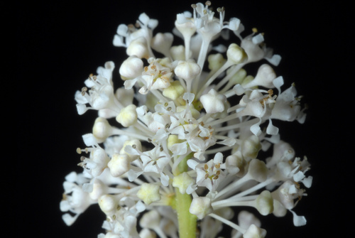 Ceanothus americanus