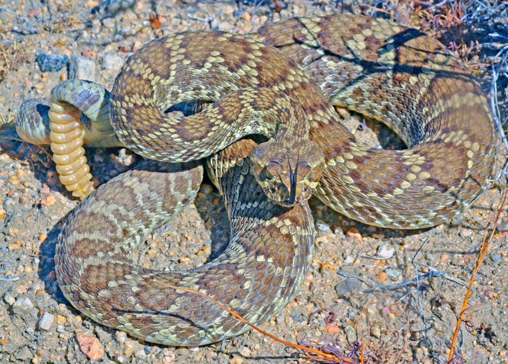 Mojave Rattlesnake from Mojave Desert, California 92332, USA on May 19 ...