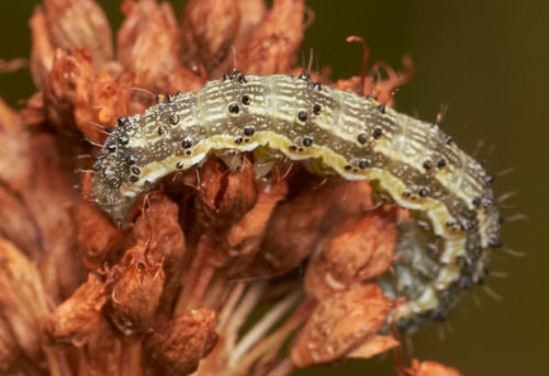 iNaturalist observation photo of Heliothinae