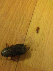 Shelfordella lateralis
