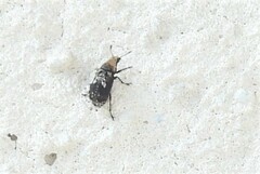 Euparius paganus