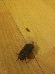 Shelfordella lateralis