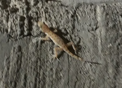 Cyrtopodion scabrum