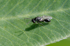 Chalcidoidea