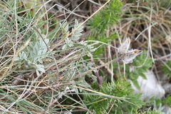 Astragalus vesicarius