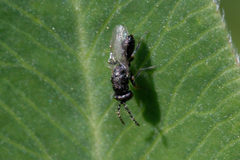 Chalcidoidea
