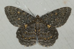 Amblychia praeumbrata