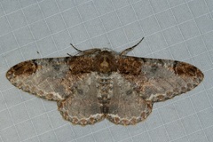 Amraica solivagaria