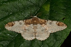 Amraica solivagaria