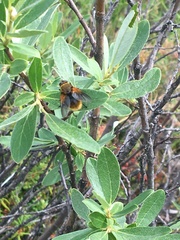 Mesembrina decipiens