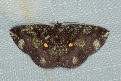 Astygisa metaspila