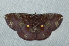 Astygisa metaspila
