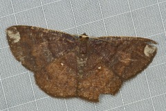 Astygisa metaspila