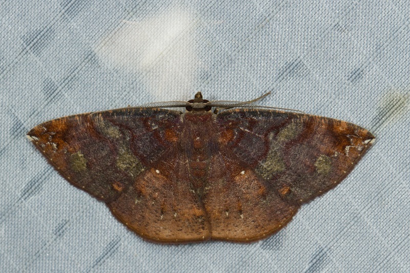 Astygisa vexillaria
