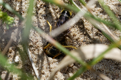 Halictus
