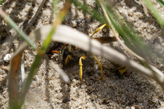 Halictus