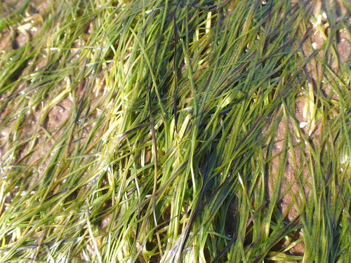 dwarf eelgrass