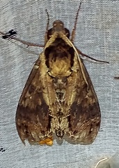 Manduca pellenia
