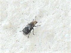 Euparius paganus
