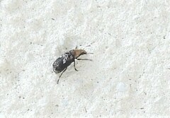 Euparius paganus