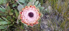 Protea magnifica