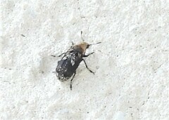 Euparius paganus