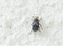 Euparius paganus