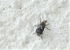 Euparius paganus