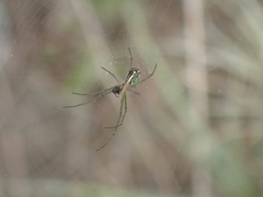 Leucauge regnyi
