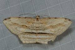 Calletaera postvittata