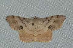 Calletaera basipuncta