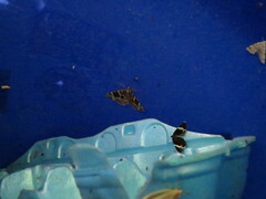 Gandaritis atricolorata