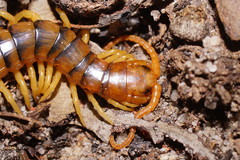 Ethmostigmus rubripes