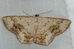 Cassymini