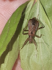 Himacerus mirmicoides