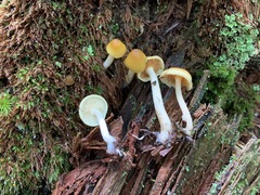 Gymnopilus flavidellus