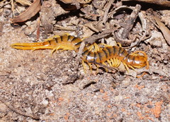 Ethmostigmus rubripes