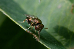 Pteromalini