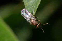 Pteromalini