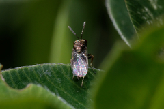 Pteromalini