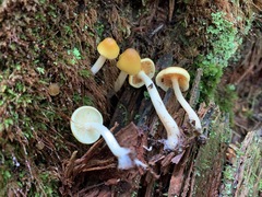 Gymnopilus flavidellus