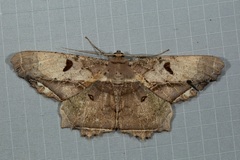 Chorodna complicataria