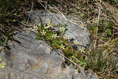 Pseudocherleria aizoides