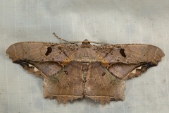 Chorodna complicataria