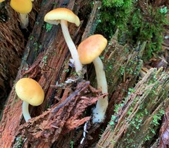Gymnopilus flavidellus
