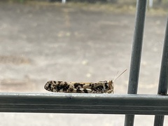 Dissosteira spurcata