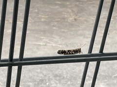 Dissosteira spurcata