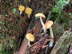 Gymnopilus flavidellus