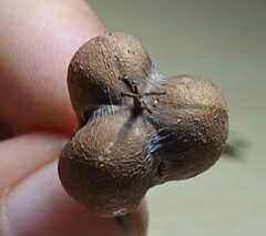 Euphorbia pulcherrima